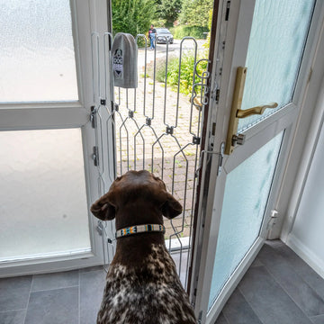 Dog safety gate